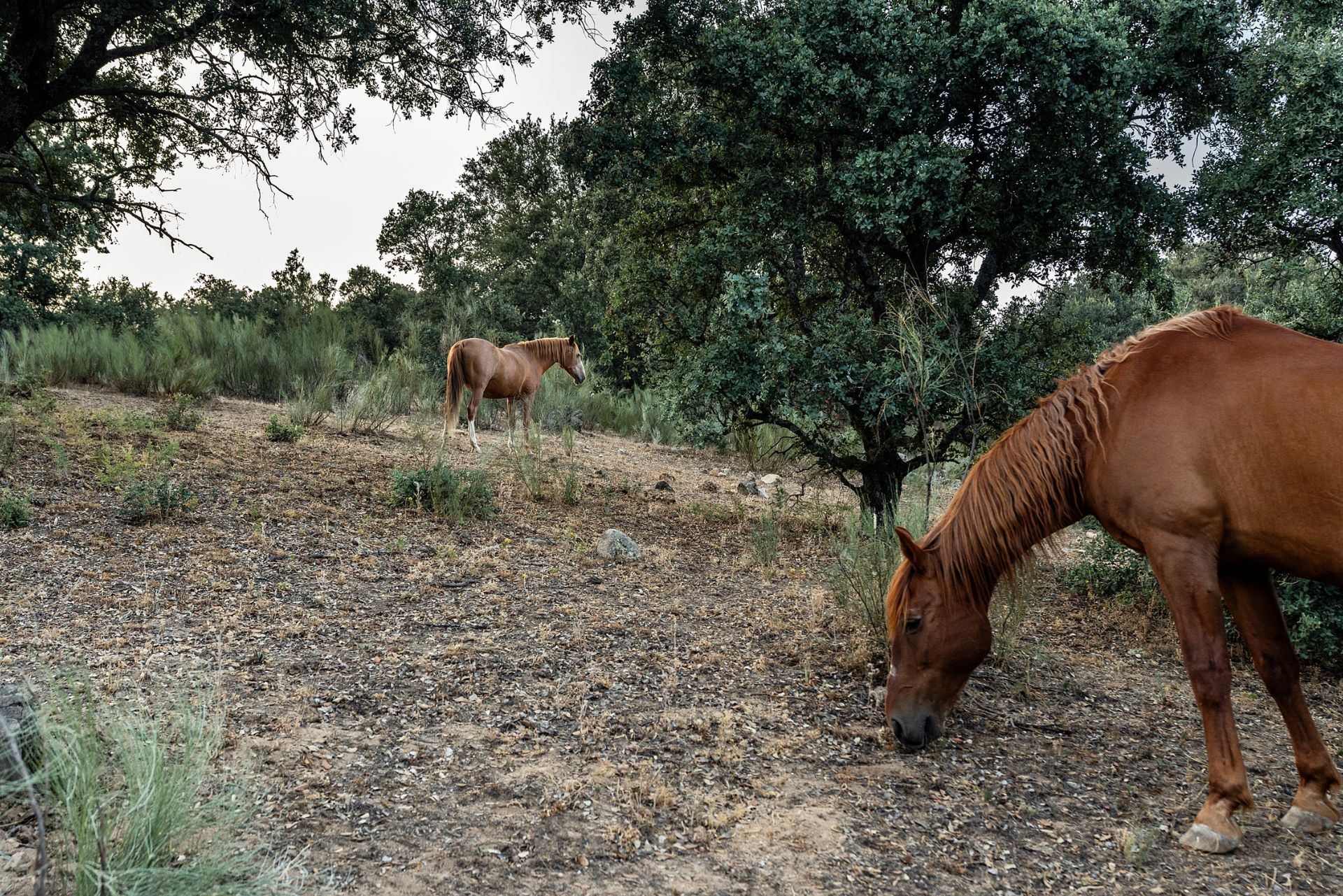 Caballos entre las encinas de la finca